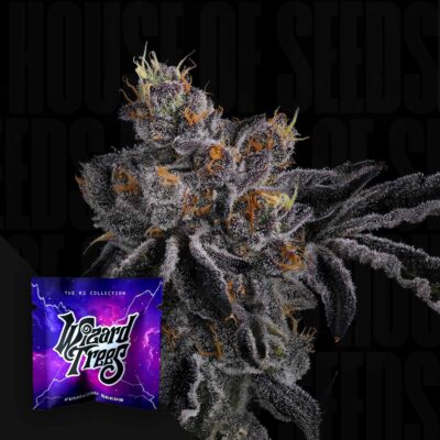 Rainbow Swirl - House of Seeds