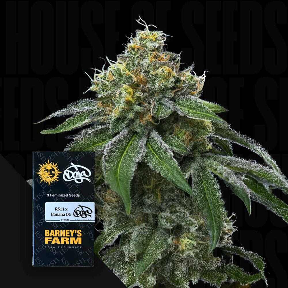 RS11 x Banana OG - House of Seeds