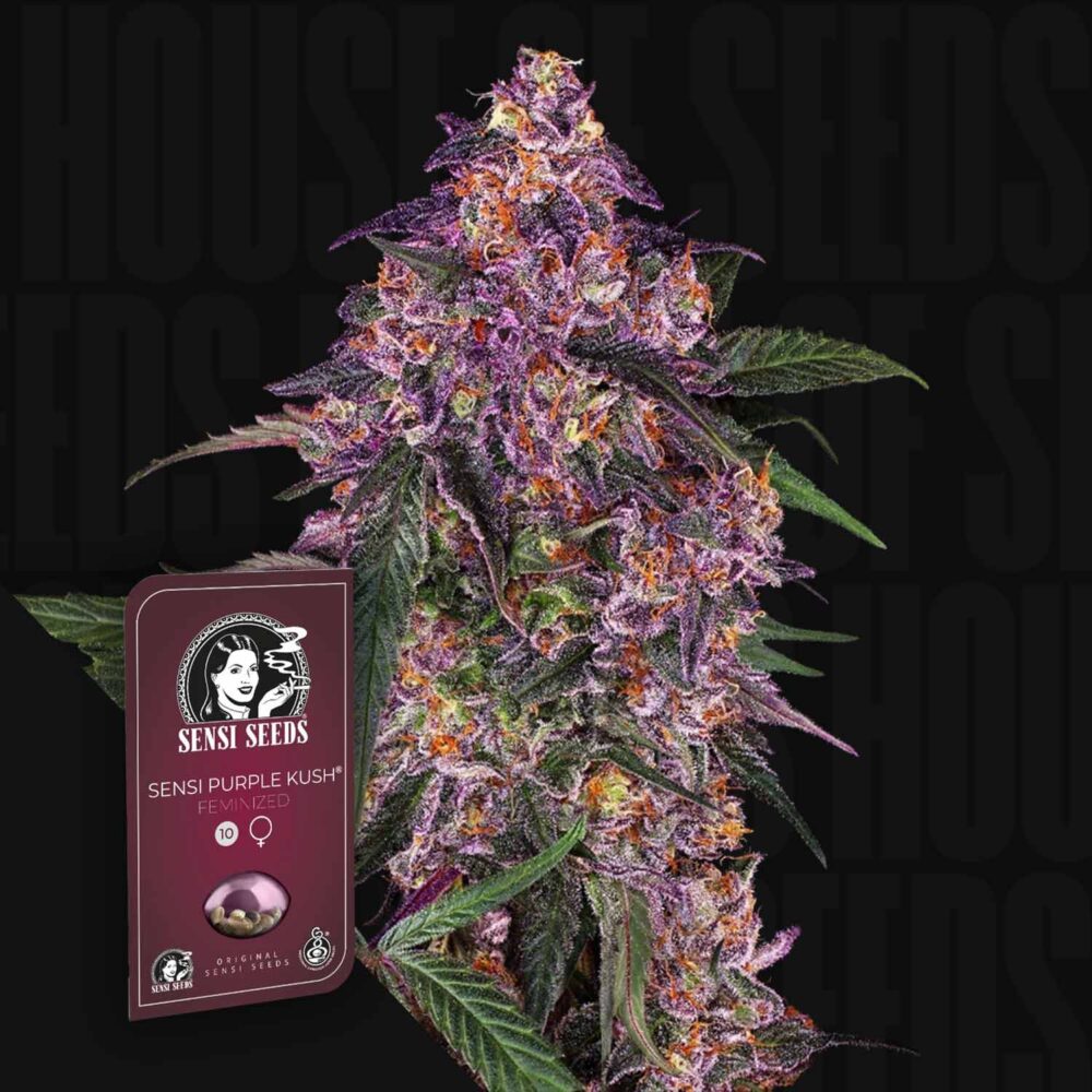 Sensi Purple Kush - House of Seeds