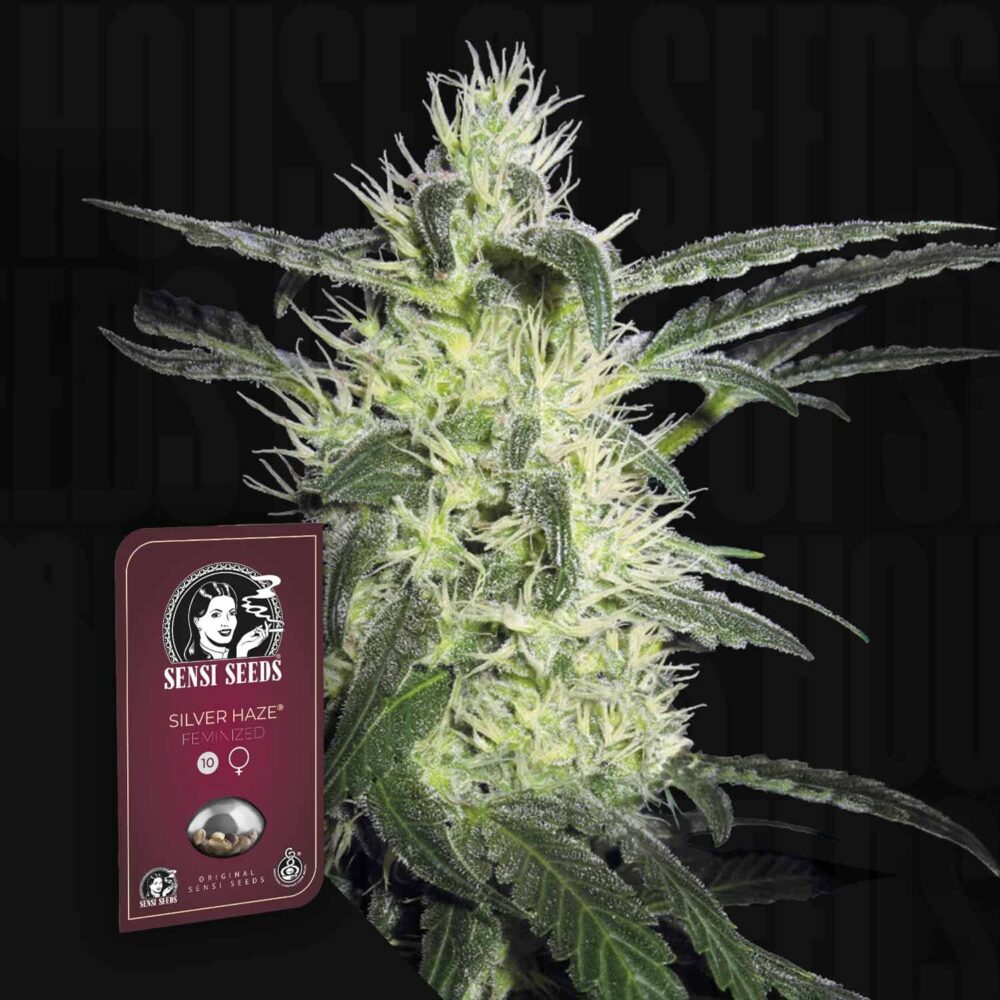 Silver Haze - House of Seeds