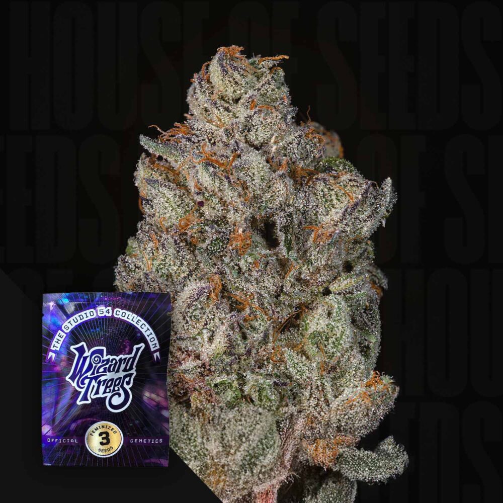 Studio Cherry - House of Seeds