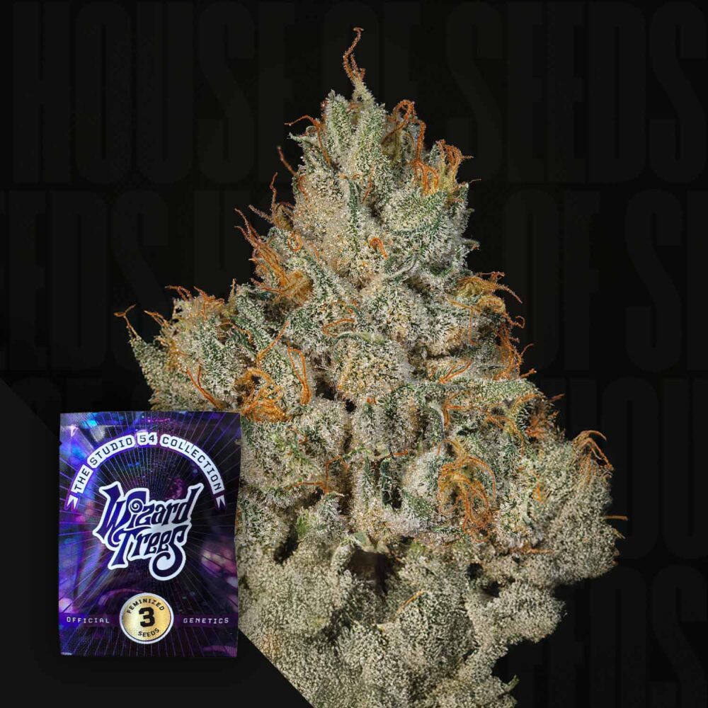 Studio Sesh - House of Seeds