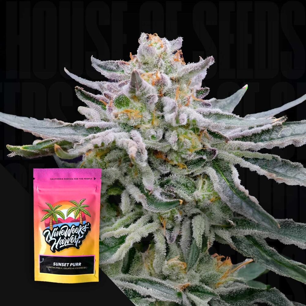 Sunset Purr - House of Seeds