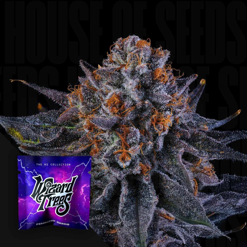 Tea Time - House of Seeds