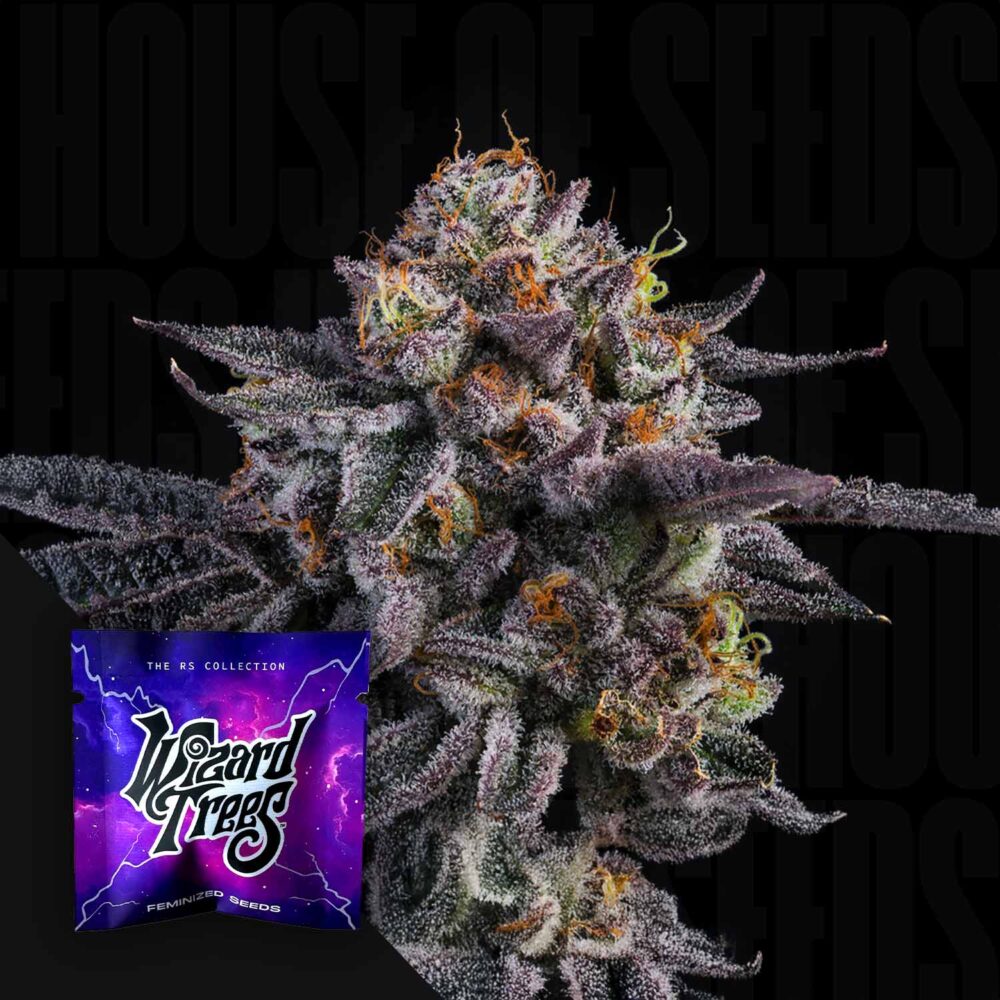 The Keeper - House of Seeds