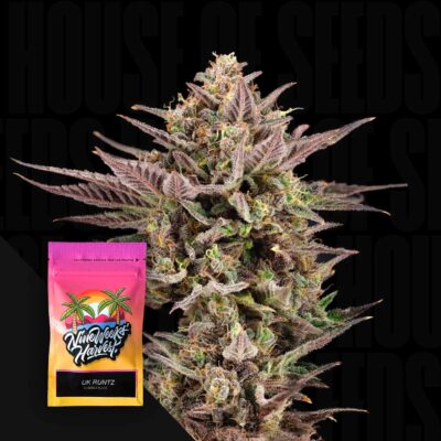 UK Runtz - House of Seeds
