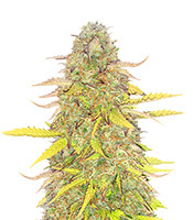 Acid Rain Autoflower - Herbies