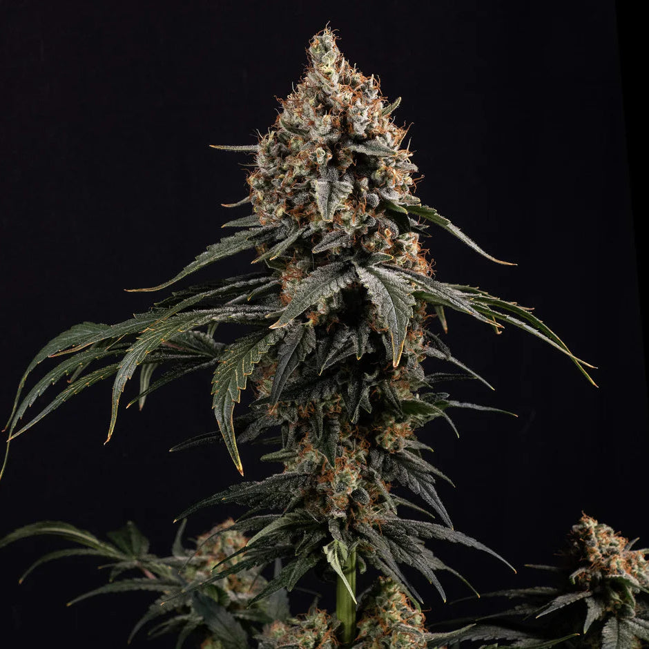 Amnesia Core Cut Steckling - Lucky Hemp