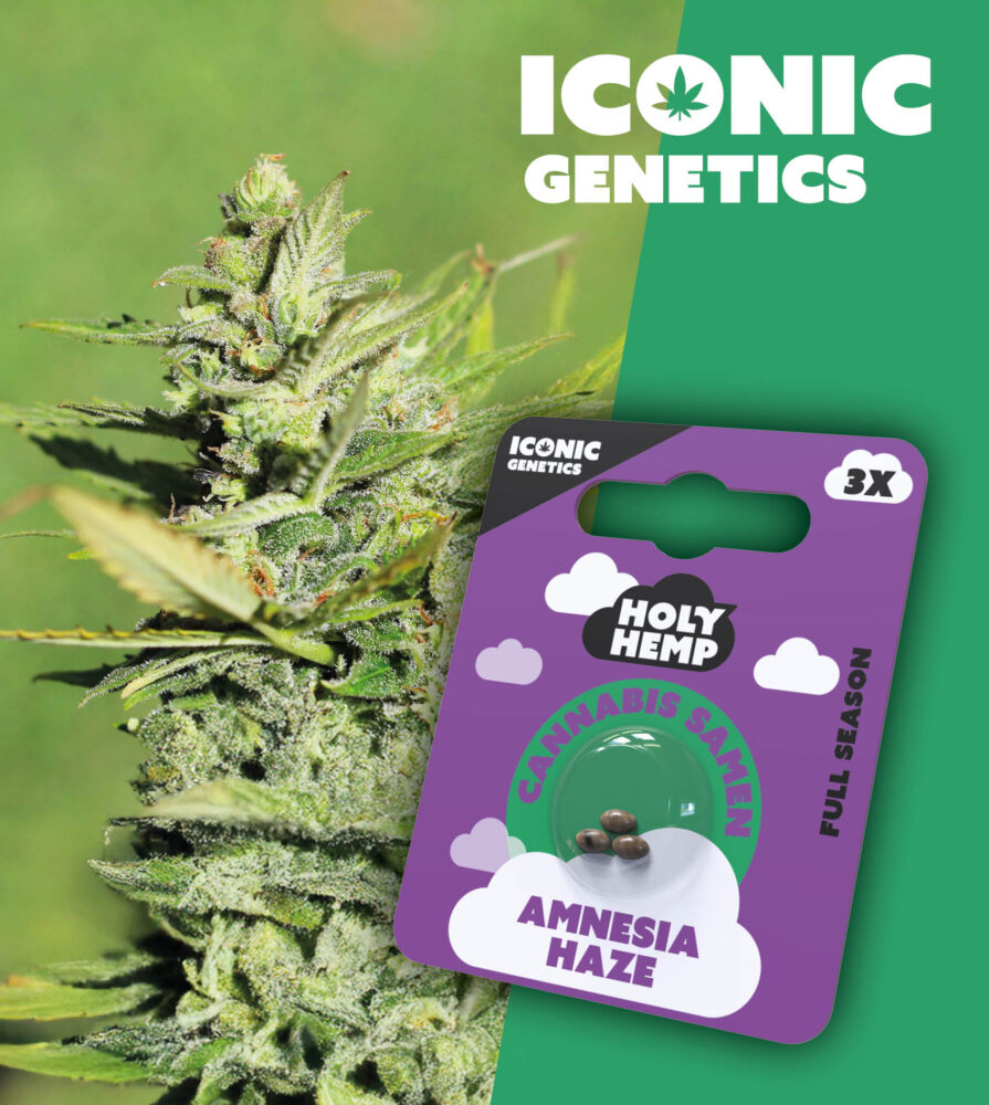 Amnesia Haze Iconic Seeds - Holy Hemp
