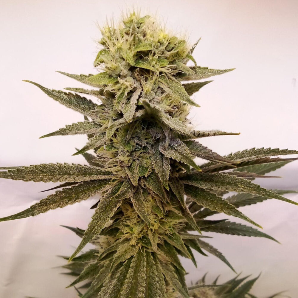 Amnesia Samen Automatik - Lucky Hemp