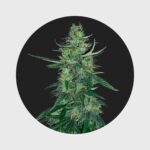 Amsterdams Finest White Widow 22,5% THC auto flowering