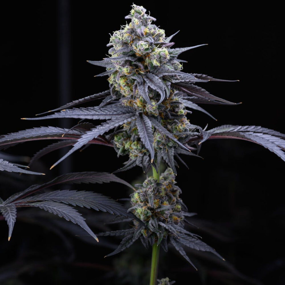 Apples and Bananas Samen Feminisiert - Lucky Hemp