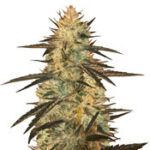 Auto Blueberry Ghost OG