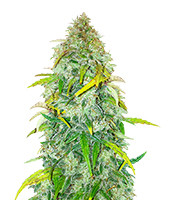 Auto Colorado Cookies - Herbies