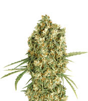Auto Jack Herer – Herbies