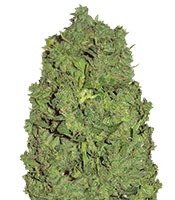 Auto New York City - Herbies