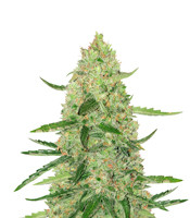 Auto Ultimate - Herbies