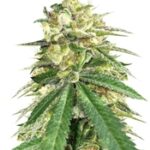 Auto White Widow x Big Bud