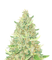 Ayahuasca Purple - Herbies