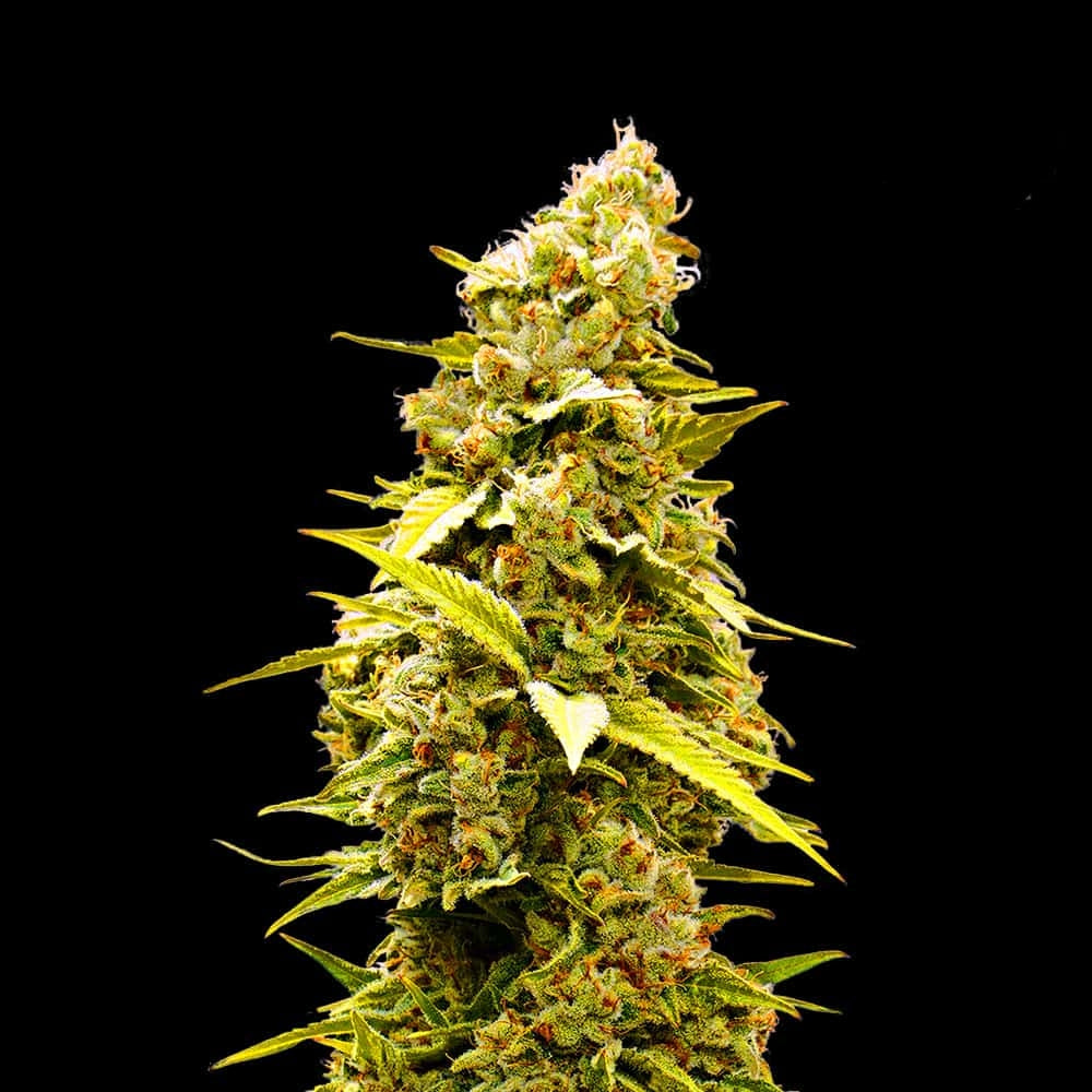 Banana Monkey Seeds Feminisiert 24% THC - East Smoke