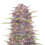 Banana Purple Punch Auto