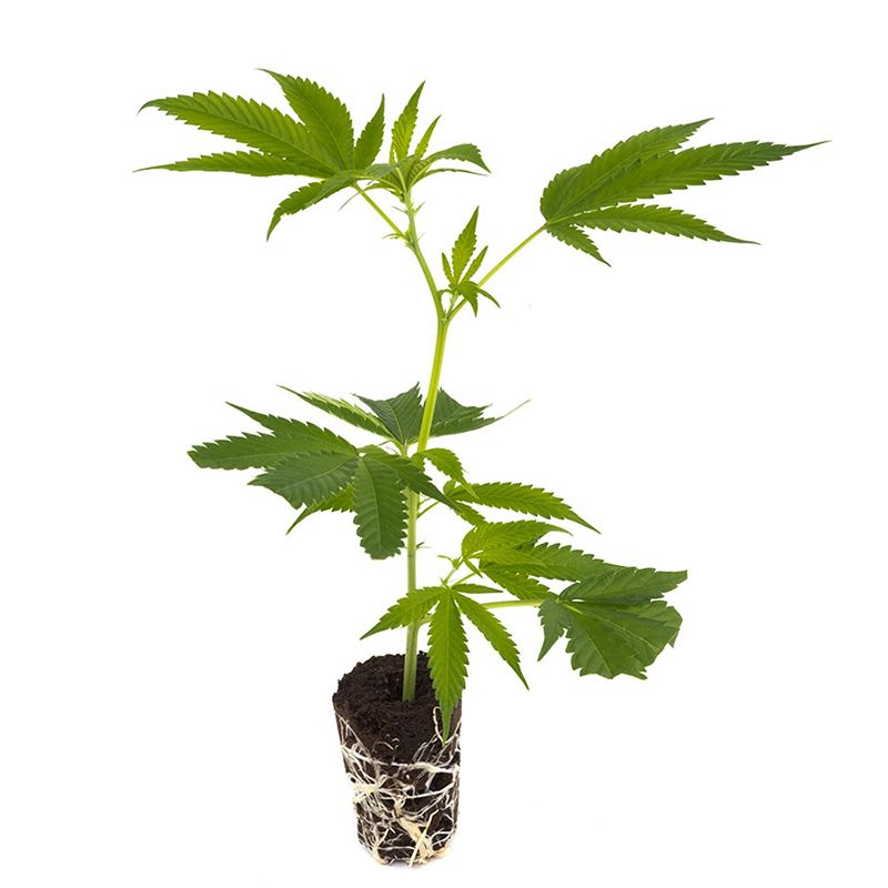 Big Bud - Hanfgarten