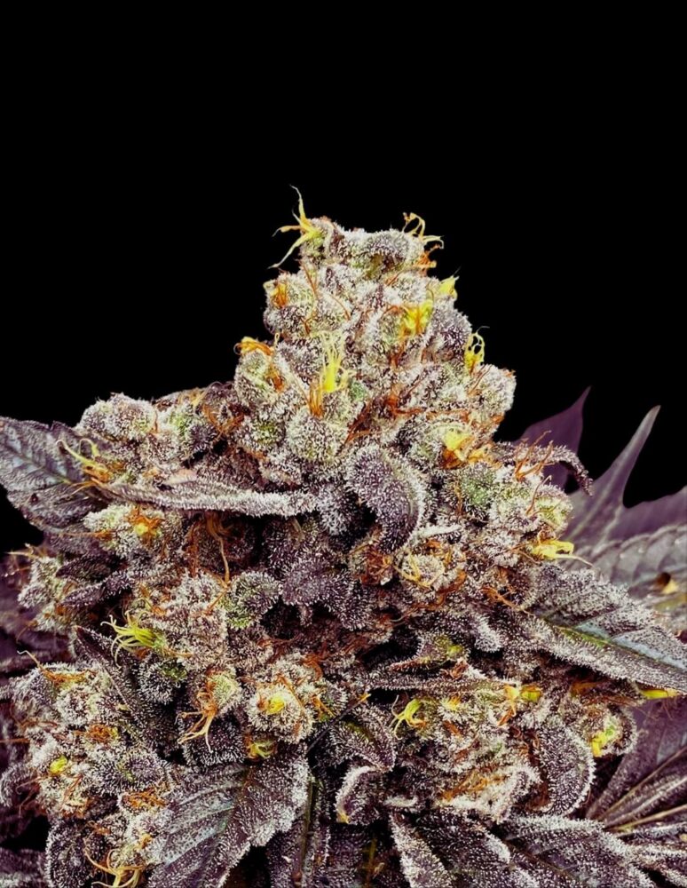 Biscotti Seeds Seeds 25% THC - East Smoke