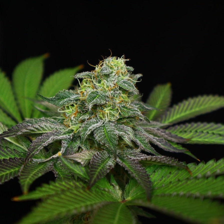 Blue Zushi Steckling - Lucky Hemp