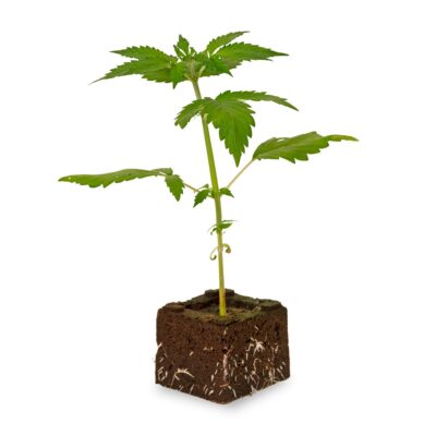 Blueberry Dream Sämling Automatic - Hanfgarten