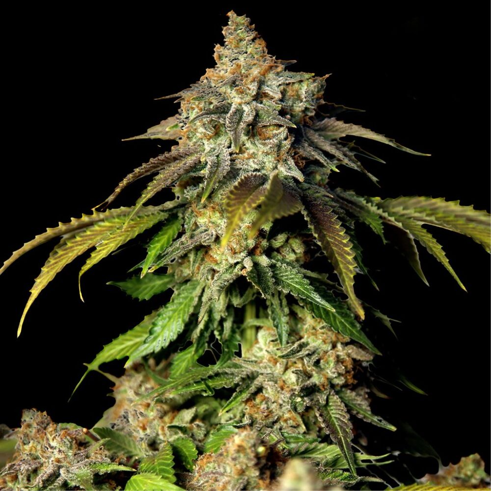 Bruce Banner Autoflower Seeds 23% THC - East Smoke