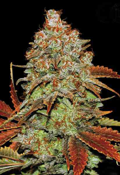 Bubblegum Extra Seeds Feminisiert 27% THC - East Smoke