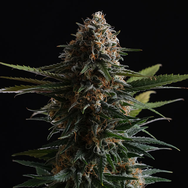 Candy Cream Go Fast - Kannabia