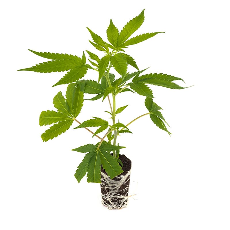 Candy Store - Hanfgarten