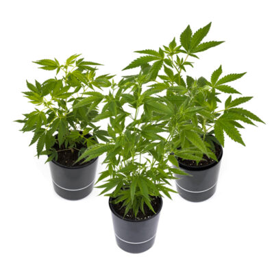 Cannabis-Pflanzen 3er-Set - Hanfgarten