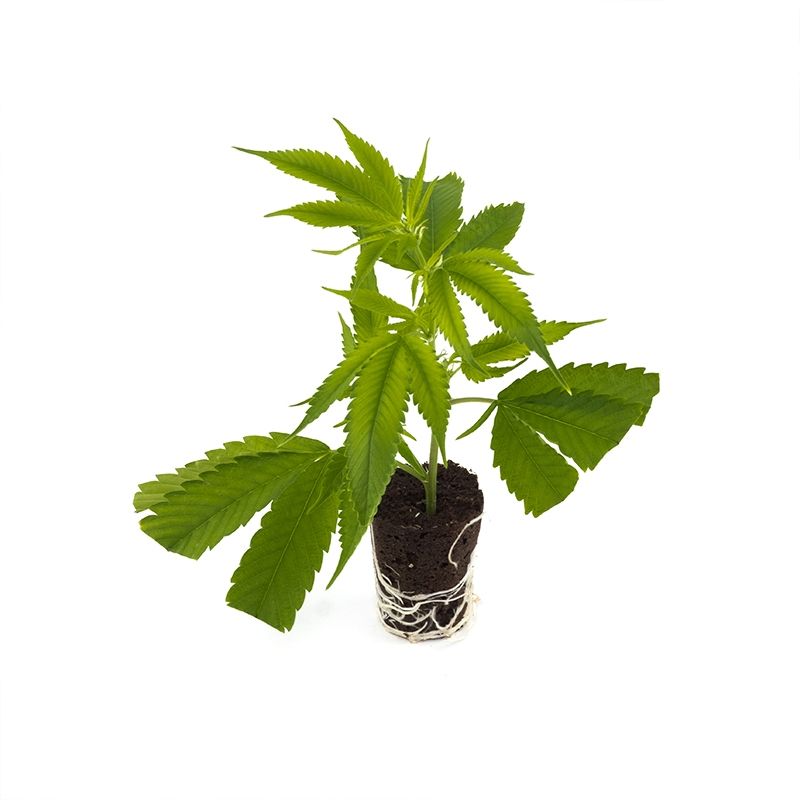 Cannalope Haze - Hanfgarten