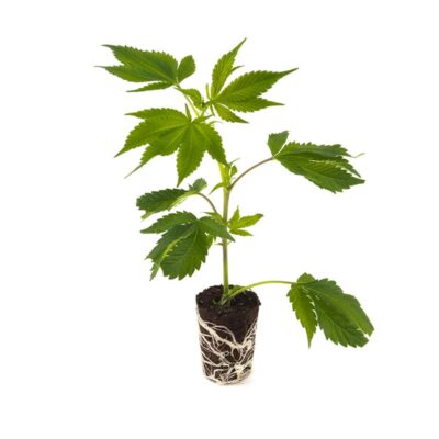 Cap Junky - Hanfgarten