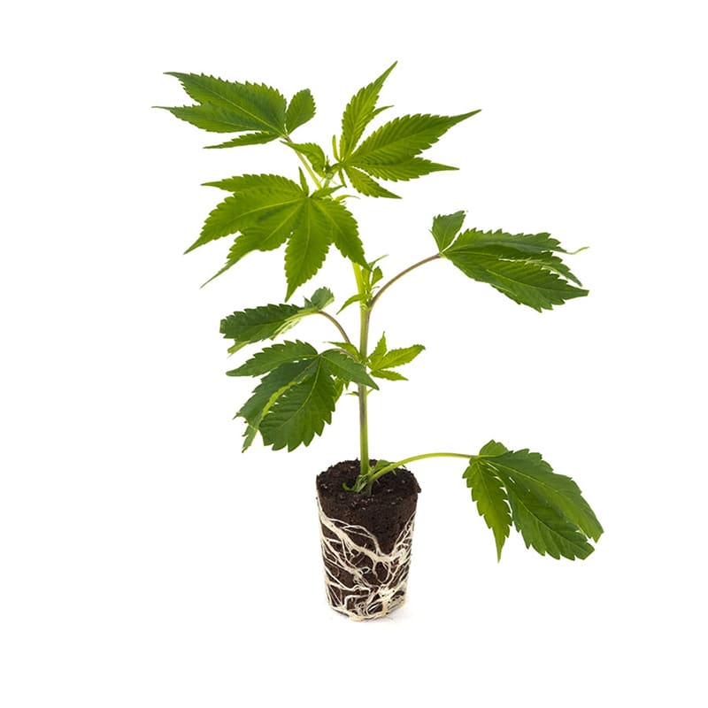 Cap Junky - Hanfgarten