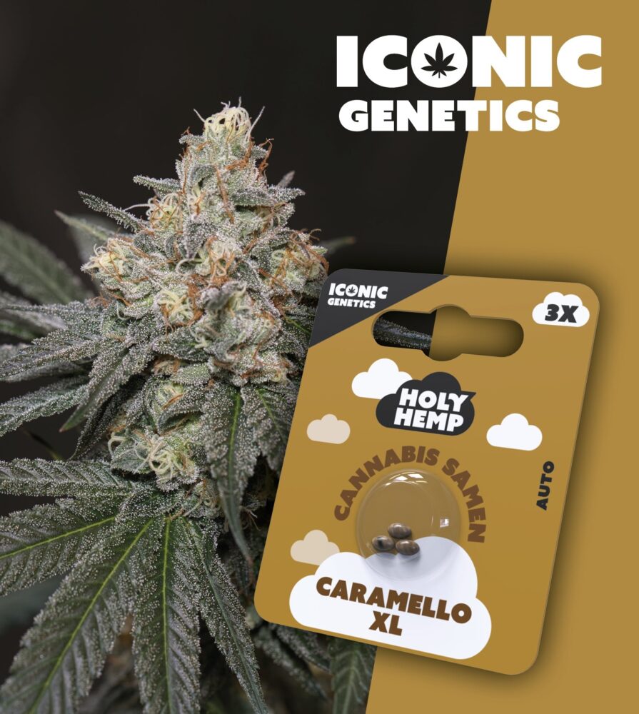 Caramello XL Iconic Seeds - Holy Hemp