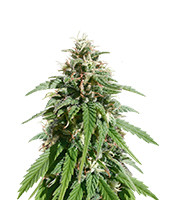 CBD Caramel regular - Herbies