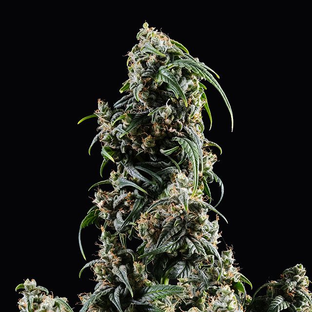 CBDV Auto - Kannabia