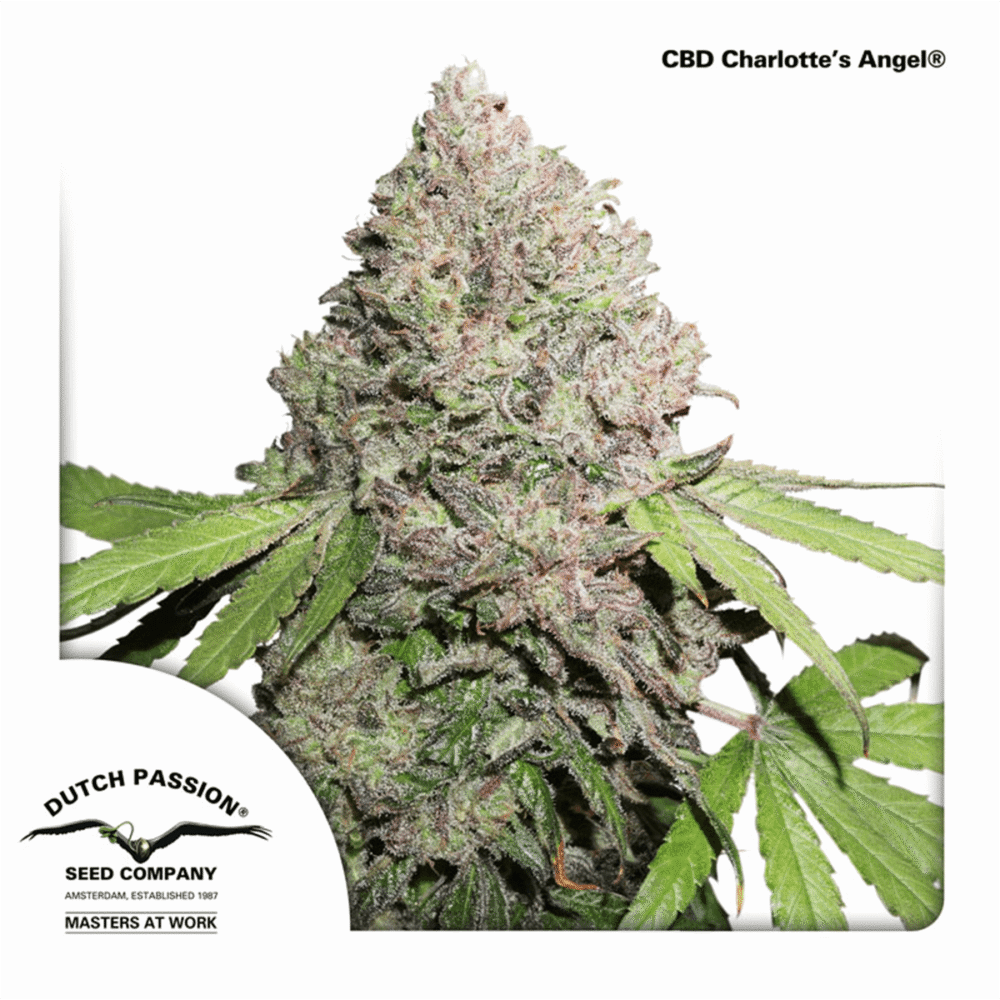 Charlottes Angel CBD - CBDNOL