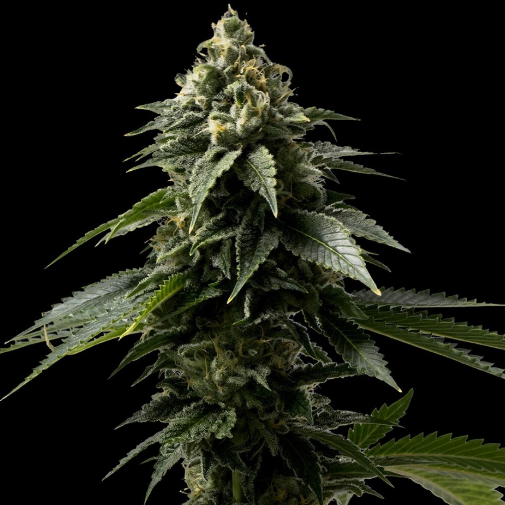 Coffe Rocket Seeds 28% THC - East Smoke