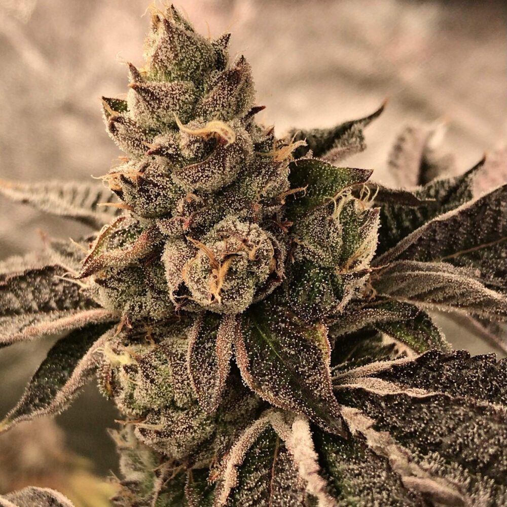 Cookies and Cream Samen Feminisiert - Lucky Hemp