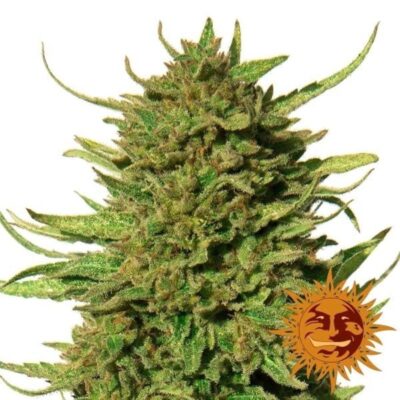 Critical Kush Feminisiert - Hanfgarten
