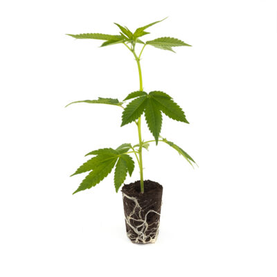 Critical Kush - Hanfgarten