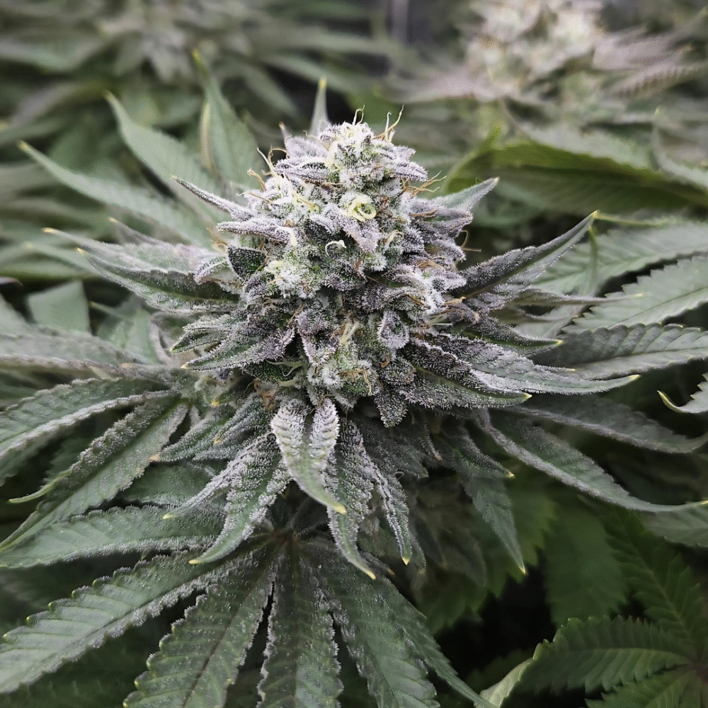 Critical Samen Feminisiert - Lucky Hemp