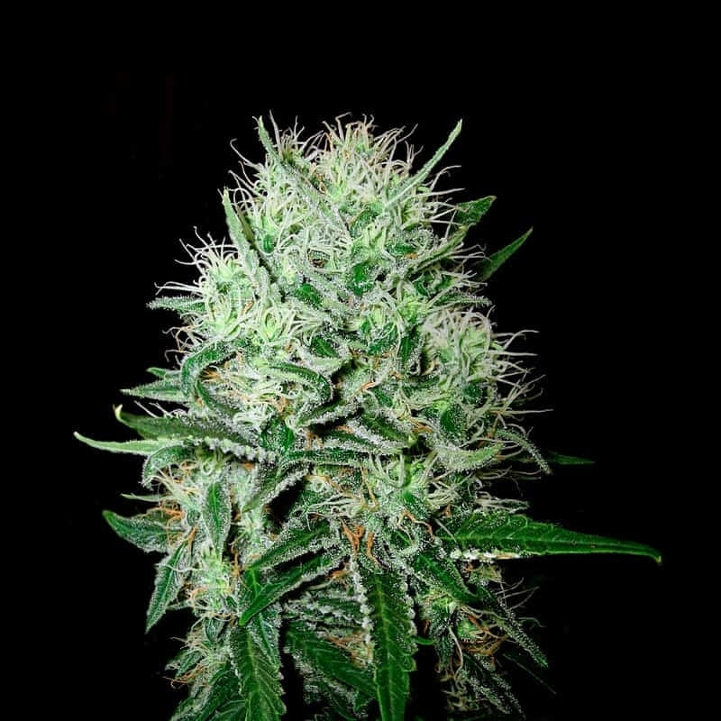 Devil´s Kiss Autoflower Seeds 20% THC - East Smoke