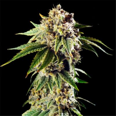 DoSiDos Seeds 32% THC - East Smoke