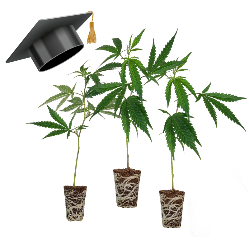 Einsteiger Set Stecklinge - Lucky Hemp