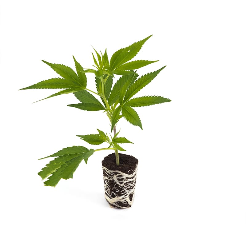 Euforia - Hanfgarten